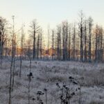 A Frigid Florida Winter Hits Hernando County and North Pasco