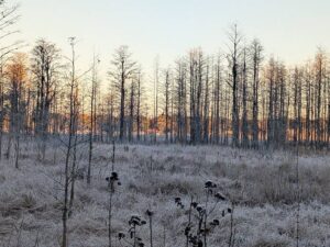 A Frigid Florida Winter Hits Hernando County and North Pasco