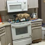 76-Year-Old Hernando Woman Arrested for Keeping Dozens of Cats in Squalid Conditions