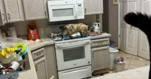 76-Year-Old Hernando Woman Arrested for Keeping Dozens of Cats in Squalid Conditions