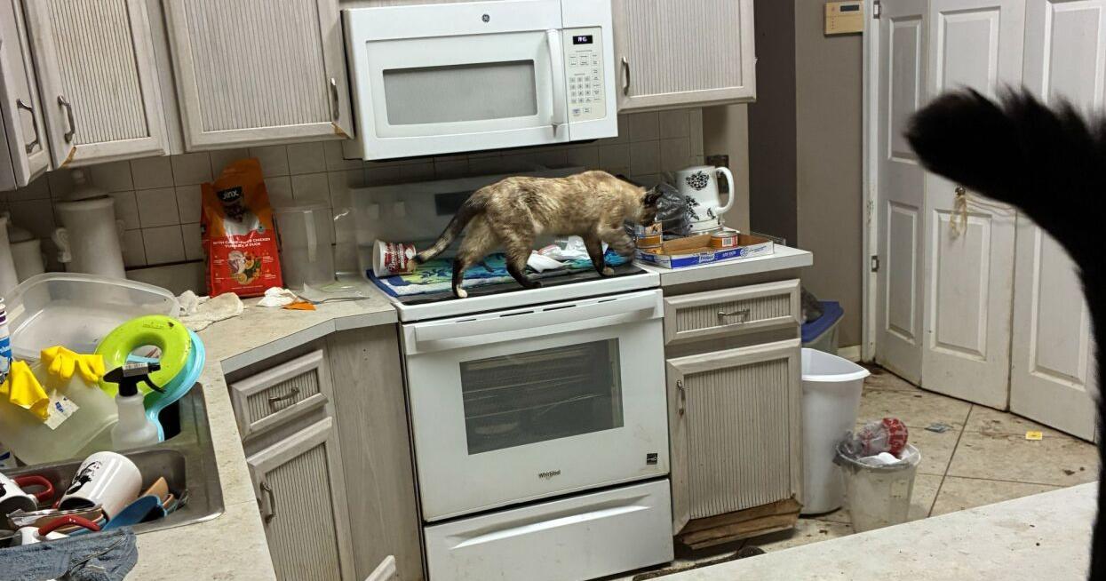 76-Year-Old Hernando Woman Arrested for Keeping Dozens of Cats in Squalid Conditions