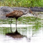 Award-winning photographer Gary Kuhl shares images at Homosassa library