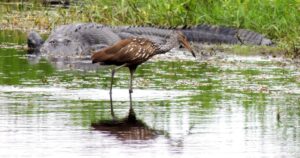 Award-winning photographer Gary Kuhl shares images at Homosassa library