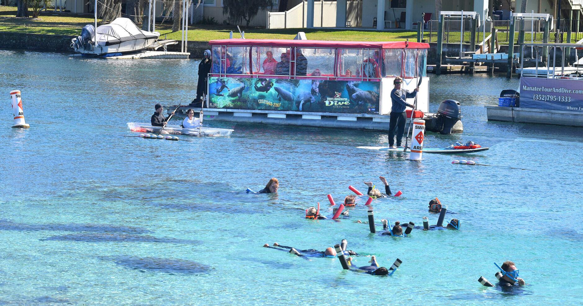 Crystal River Grapples with Overcrowding as Manatees Congregate