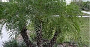Diverse Palm Options Thrive in Citrus County Gardens, Fort Island Gulf Beach Closed to Swimmers