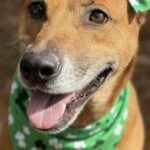 Pets of the Week: Meet Jojo and Zeus at Hernando County Animal Services