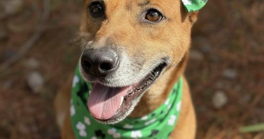 Pets of the Week: Meet Jojo and Zeus at Hernando County Animal Services