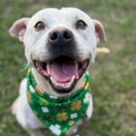 Pets of the Week: Nipsy and Blondie at Hernando County Animal Services