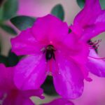 Pretty in Pink, Azaleas in Bloom