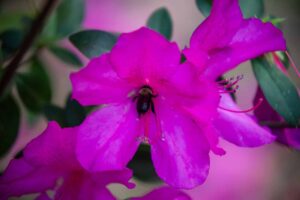 Pretty in Pink, Azaleas in Bloom