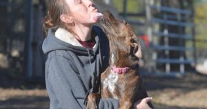 Shelter Kennel Cooling Raises Concerns in Citrus County