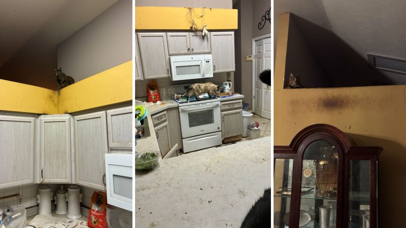 Woman Arrested for Animal Cruelty in Citrus County