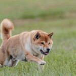 Citrus County Debates Need for Another Dog Park