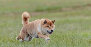 Citrus County Debates Need for Another Dog Park