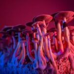 Federal Psychedelic Order Sparks Local Interest