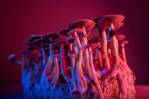Federal Psychedelic Order Sparks Local Interest