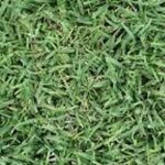 Master Gardeners to Host Lawn Care Event in Citrus County