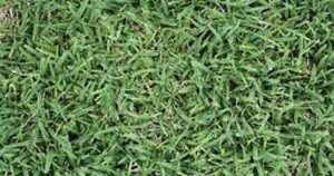Master Gardeners to Host Lawn Care Event in Citrus County