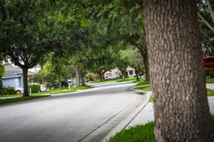 Pasco County Approves Stricter Tree Preservation Rules with Higher Developer Costs