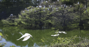 Port Richey Rookery Bursts with New Life During Nesting Season