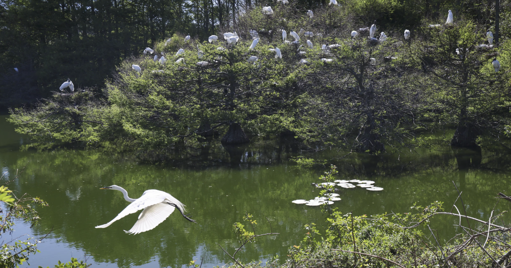 Port Richey Rookery Bursts with New Life During Nesting Season