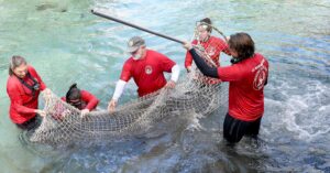 Tourism vs. Wildlife: 'We're pushing them out'