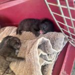3 Kittens Rescued from Vehicle Exhaust in Pasco County