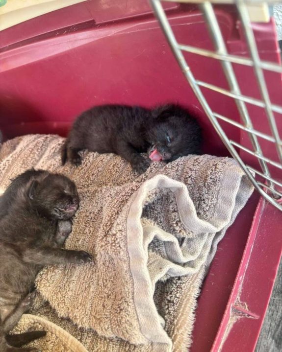 3 Kittens Rescued from Vehicle Exhaust in Pasco County