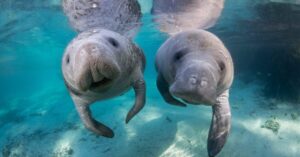 Crystal River eco-tourism initiative sparks community debate over manatee protection
