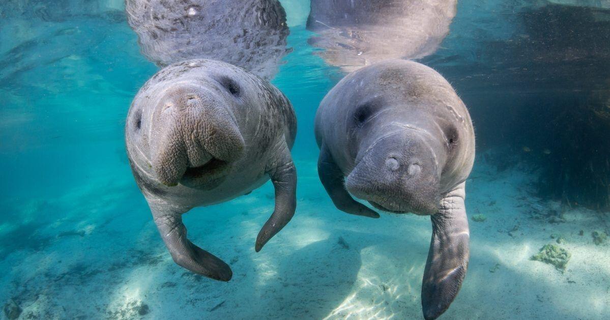 Crystal River eco-tourism initiative sparks community debate over manatee protection