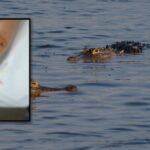Florida Officials Continue Search for Alligator that Attacked Woman in Inverness