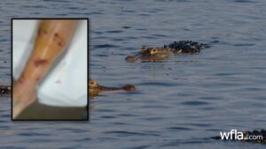 Florida Officials Continue Search for Alligator that Attacked Woman in Inverness