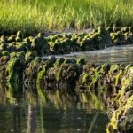 Hybrid reefs to protect Kings Bay islands in Crystal River