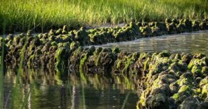 Hybrid reefs to protect Kings Bay islands in Crystal River