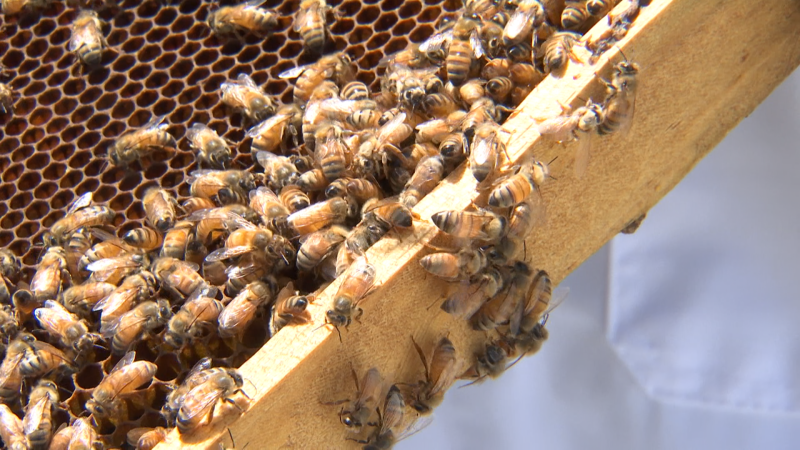 Pasco County Introduces AI Robotic Beehive System on World Bee Day