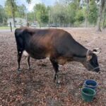 Pregnant Cow Rescued by Hernando Firefighters After Being Trapped Beneath Pen