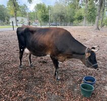 Pregnant Cow Rescued by Hernando Firefighters After Being Trapped Beneath Pen