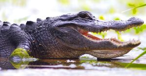 Woman Bitten by Alligator at Inverness Park