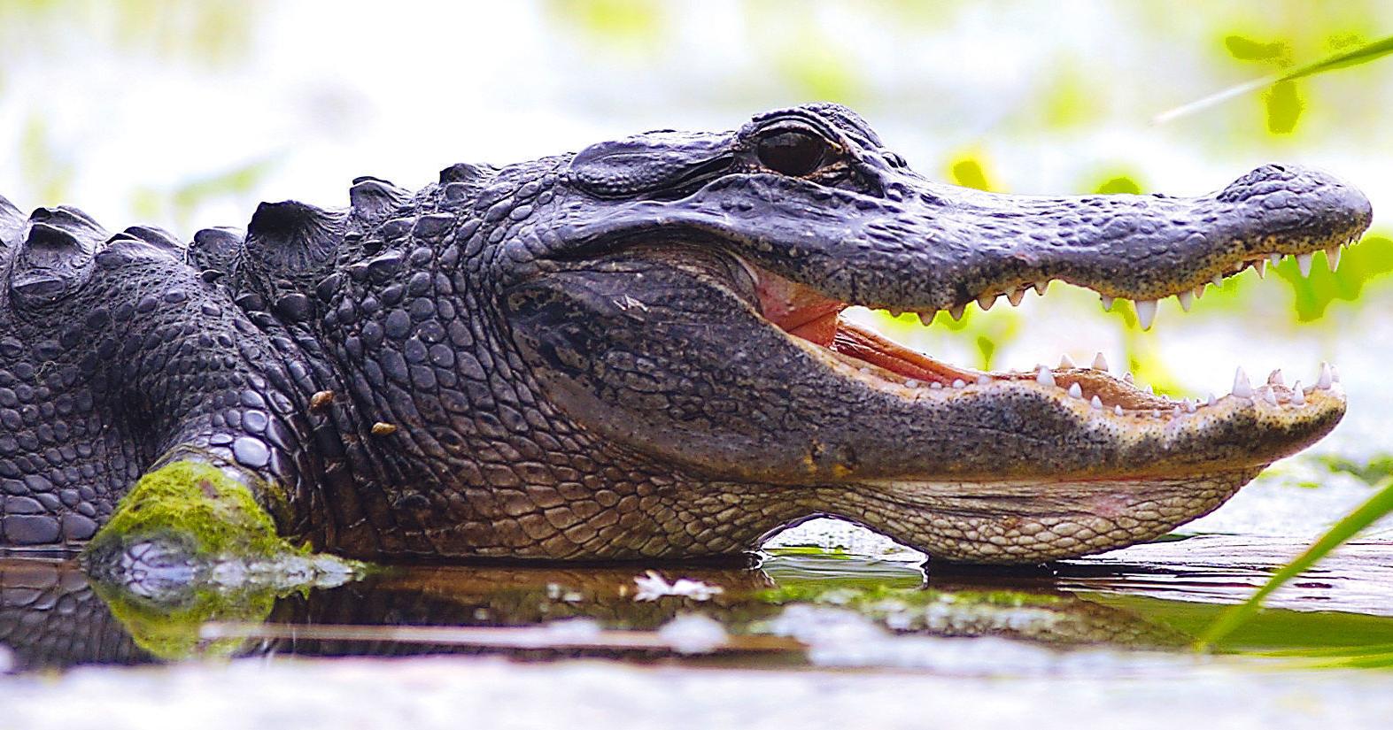Woman Bitten by Alligator at Inverness Park
