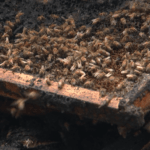 Citrus County Honeybee Farm Devastated by Fire, Estimated $1M Loss