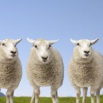 Citrus County Library Hosts 'From Sheep to Sweater' Program