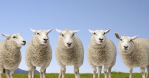 Citrus County Library Hosts 'From Sheep to Sweater' Program