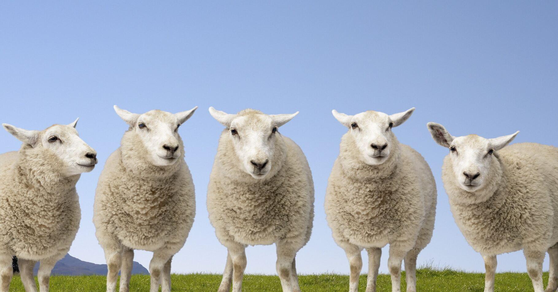 Citrus County Library Hosts 'From Sheep to Sweater' Program