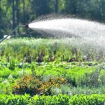 Crystal River farmer grows food, faith, and community