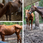 Dunnellon Woman Arrested for Neglecting Dozens of Animals at Her Business