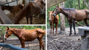 Dunnellon Woman Arrested for Neglecting Dozens of Animals at Her Business
