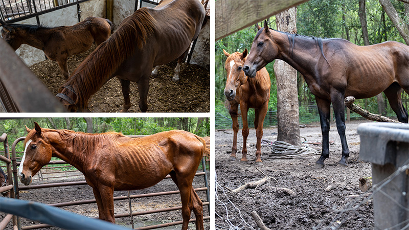 Dunnellon Woman Arrested for Neglecting Dozens of Animals at Her Business