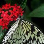 Learn about pollinators at free seminars in Citrus County
