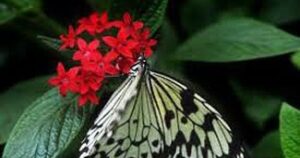 Learn about pollinators at free seminars in Citrus County