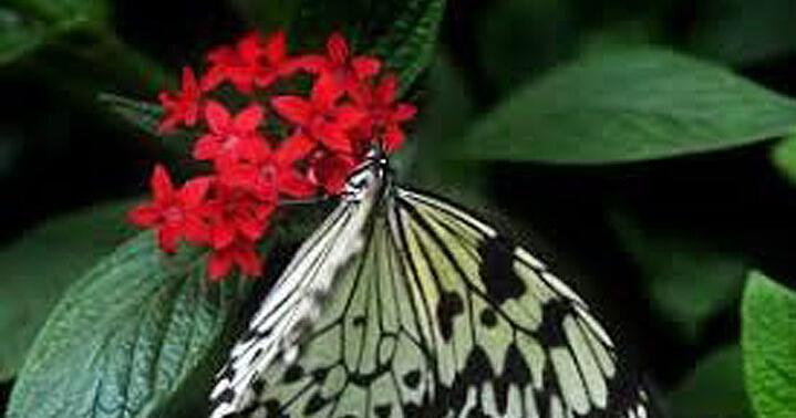 Learn about pollinators at free seminars in Citrus County